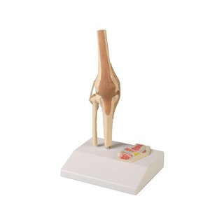Miniature knæled med tværsnit