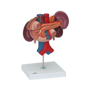 Nyrer med bagerste organer i den øvre abdominal region, i tre dele