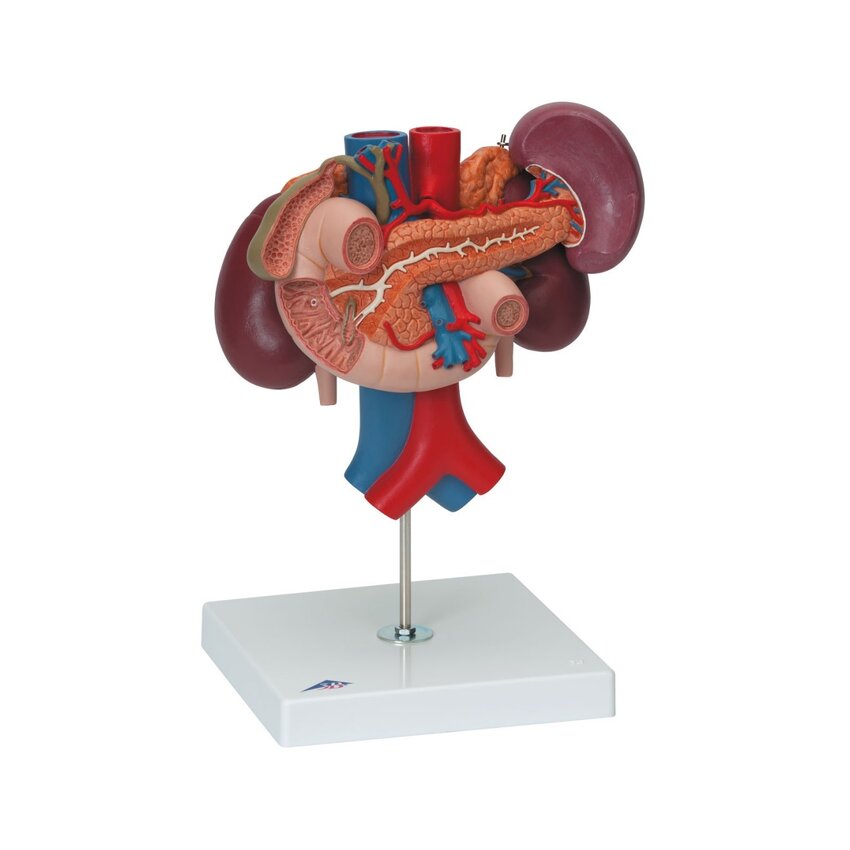 Nyrer med bagerste organer i den øvre abdominal region, i tre dele