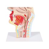 Anatomisk model af mund og svælg