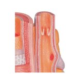 Microanatomy - artery and friend