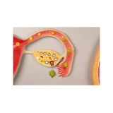 Embryologimodel, fra befrugtning til 9. måned