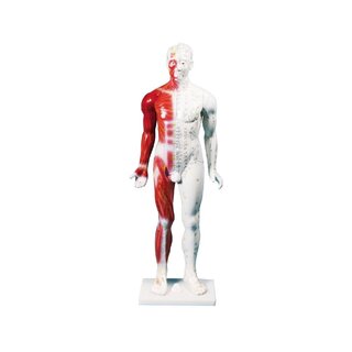 Kinesisk akupunkturfigur, han, 80 cm