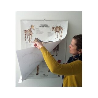 6 heste plakater flipover format