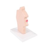 Anatomisk model af mund og svælg