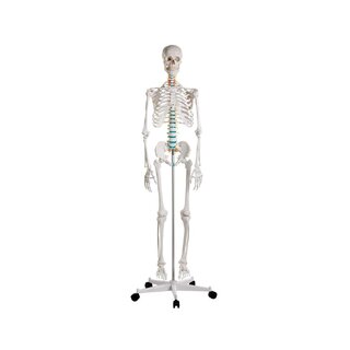 Skeletmodel didaktisk menneske
