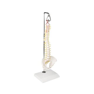 Miniature Spine på hængende stativ