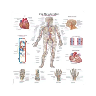 Plakat af karsystemet, 50x70 cm