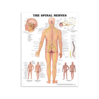Anatomi plakat - Spinal nerver