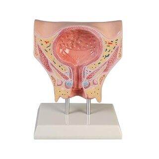 Anatomisk model for kvindelig blære