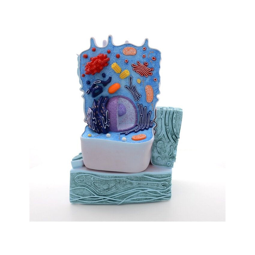 dyr cell
