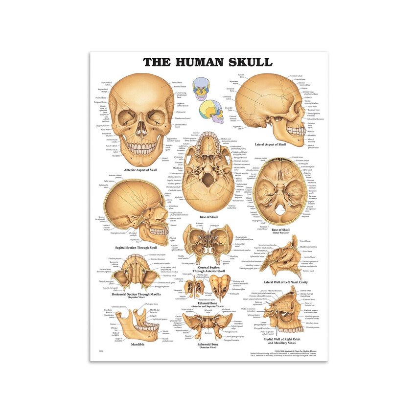 Kraniet lamineret plakat (The Human Skull)