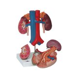 Nyrer med bagerste organer i den øvre abdominal region, i tre dele