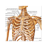 Skeletplakat ren latin 51x67 cm