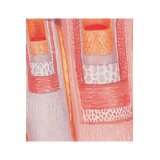 Microanatomy - artery and friend