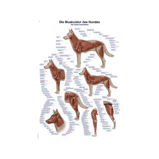 Hundes muskulatur 50x70cm plakat