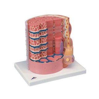 Yderst detaljeret model af en muskelfiber
