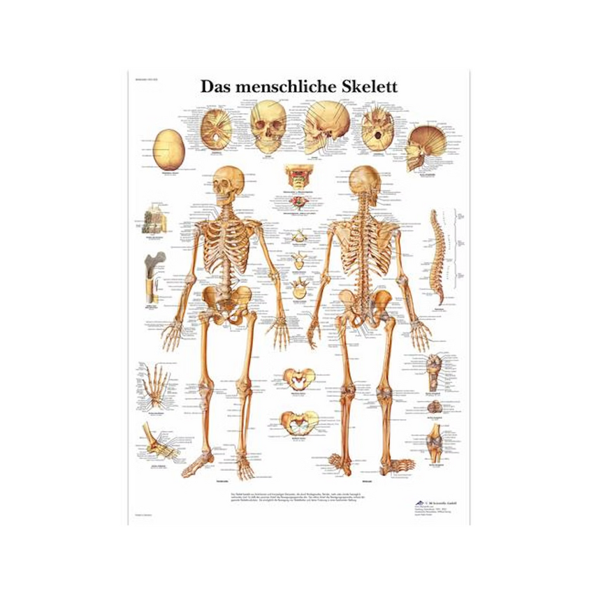 Skeletplakat ren latin 51x67 cm