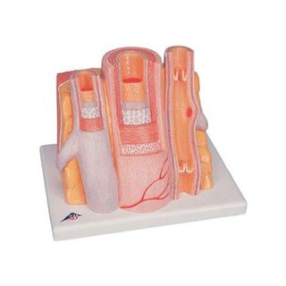Microanatomy - artery and friend