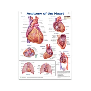 Heart Anatomy Laminated Poster Engelsk (Anatomi af hjertet)