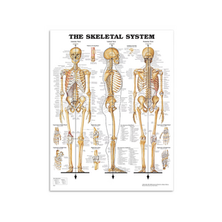 Skeletplakat anatomi - Skeleton