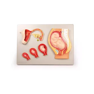 Embryologimodel, fra befrugtning til 9. måned