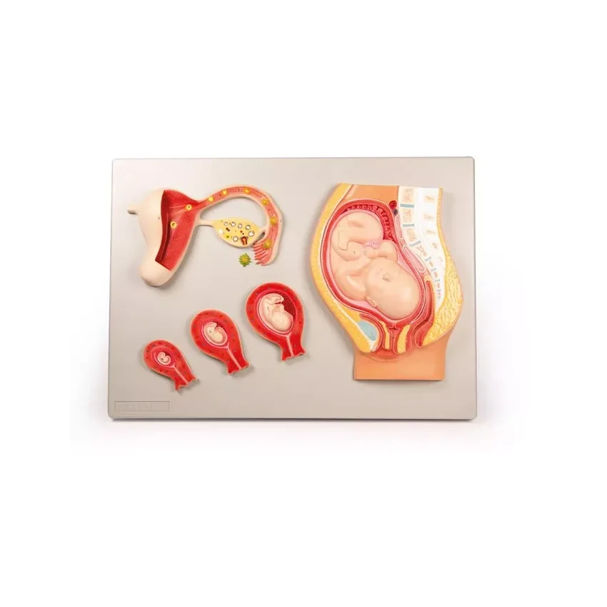 Embryologimodel, fra befrugtning til 9. måned