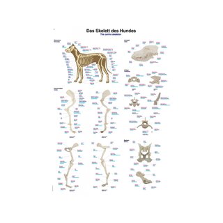 Hund Bone 70x100 cm ren latin engelsk og tysk nomenklatur