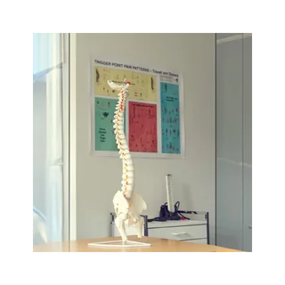 Fleksibel model af rygsøjlen med nerver, hofteled og stativ