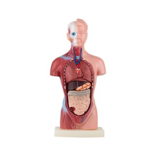 Mini torso 15 dele
