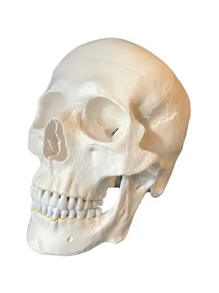 Anatomisk kraniemodel i voksen størrelse