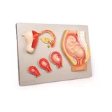 Embryologimodel, fra befrugtning til 9. måned