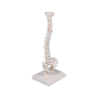 Rygsøjle miniature rygsøjle