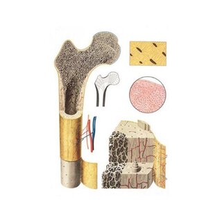 Knogle struktur - Poster 84x118 cm
