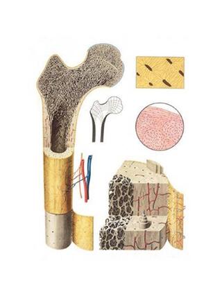 Knogle struktur - Poster 84x118 cm