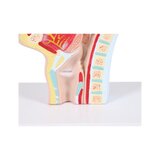 Anatomisk model af mund og svælg