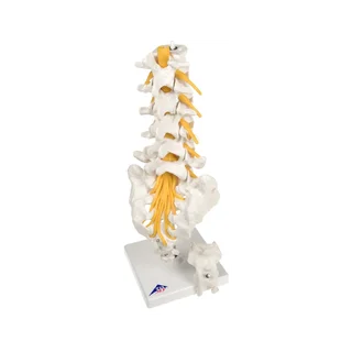 Fleksibel model af lændehvirvlerne, korsbenet og halebenet - 3B Scientific