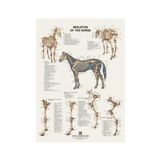 Hestens skeletplakat 60x80 cm