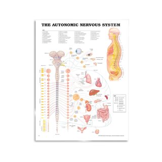 Autonome nervesystem lamineret plakat