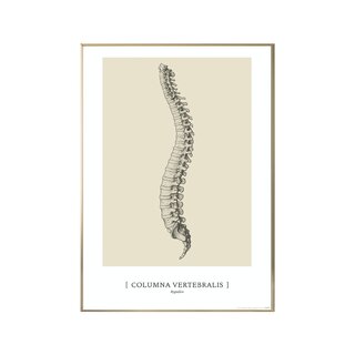 Anatomisk kunstplakat - CLASSIC1
