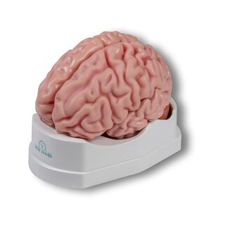 Anatomisk hjernemodel, naturlig størrelse, 5 dele