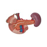 Nyrer med bagerste organer i den øvre abdominal region, i tre dele