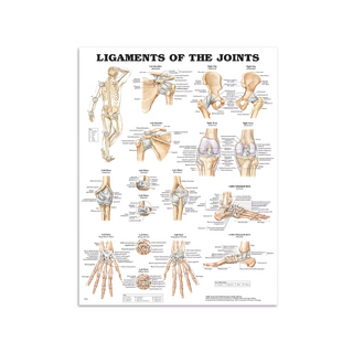 Lamineret plakat med leder og ligament engelsk