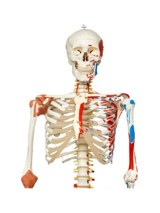 Skelettemodel med bevægelig rygsøjle, rygmarvsnervbånd osv.