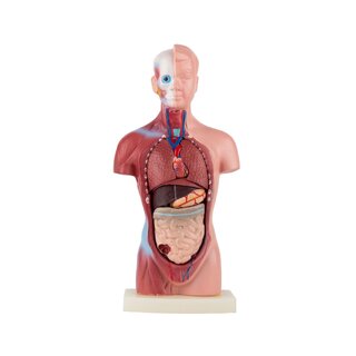 Anatomisk Torso - 15 dele | gave tips