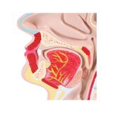 Anatomisk model af mund og svælg