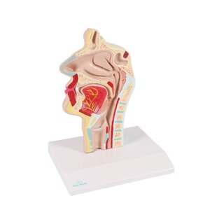 Anatomisk model af mund og svælg