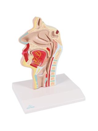 Anatomisk model af mund og svælg