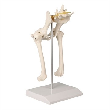 Hundens bækken og lårben, diskprolaps, nerver